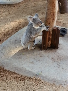 Australia Zoo (21)