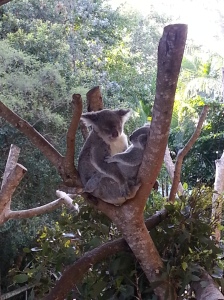 Australia Zoo (22)